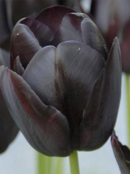 Tulipe simple tardive 'Queen of the Night'
