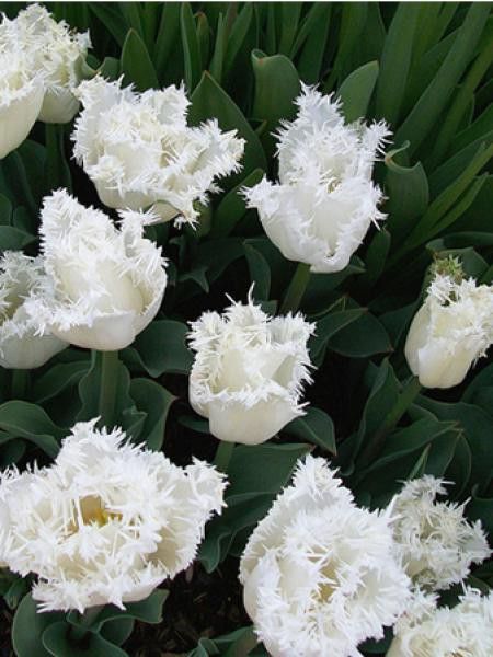 Tulipe 'Snow Crystal"