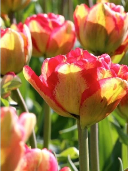 Tulipe 'Sundowner'