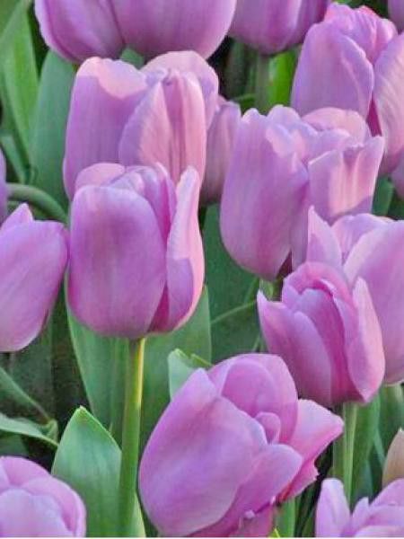 Tulipe triomphe 'Alibi'