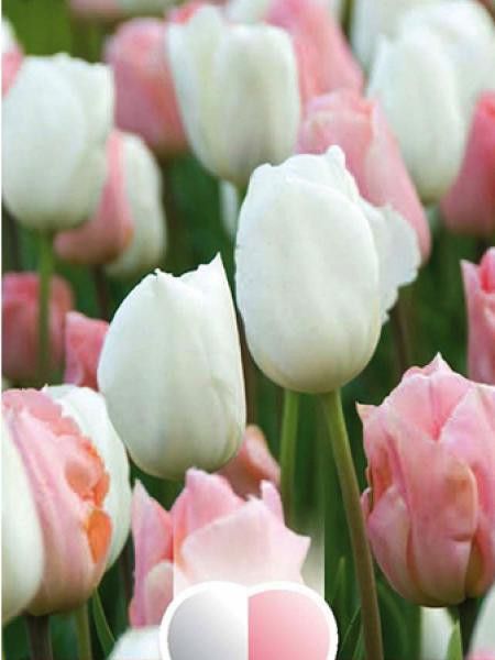Tulipe triomphe 'Blanc et rose abricot'