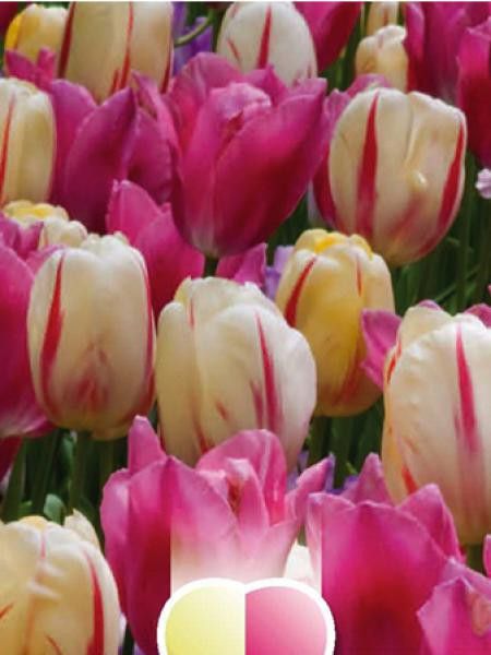 Tulipe triomphe en mélange blanc à rose