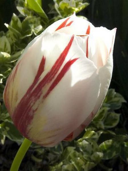 Tulipe triomphe 'Happy Generation'