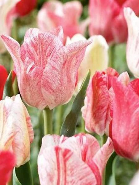 Tulipe triomphe 'Hémisphère'®