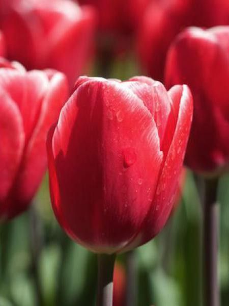 Tulipe triomphe 'Kung Fu'