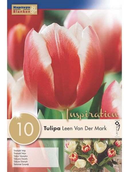 Tulipe triomphe 'Leen Van Der Mark'