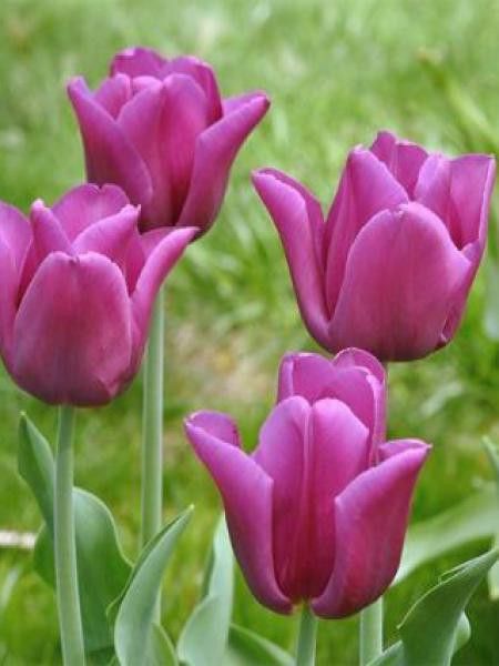 Tulipe triomphe 'Passionale'