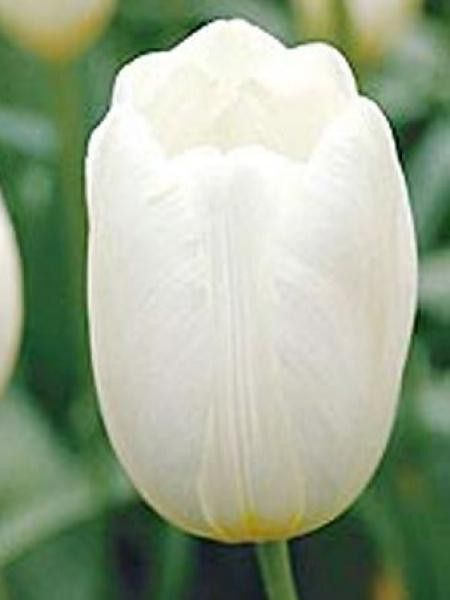 Tulipe triomphe 'Pays Bas'