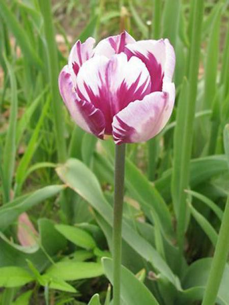 Tulipe triomphe 'Rems Favorite'