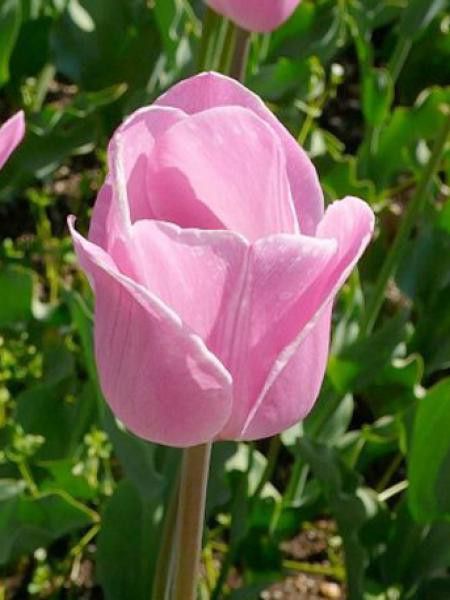 Tulipe triomphe 'Rosalie'