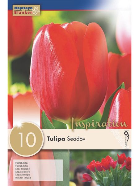 Tulipe triomphe 'Seadov'