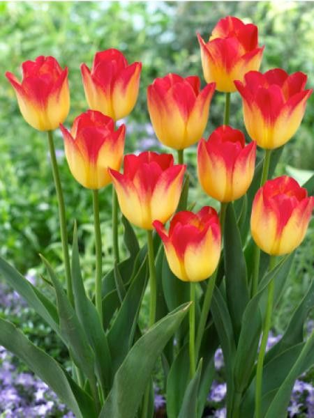 Tulipe triomphe 'Suncatcher'