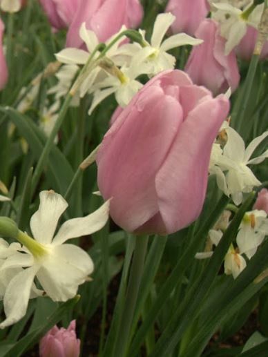 Tulipe triomphe 'Synaeda Amor'