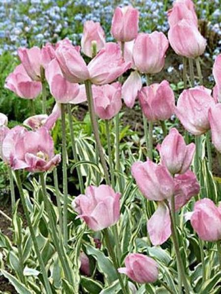 Tulipe triomphe 'Tropical Lady'