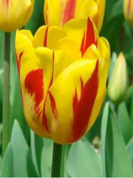 Tulipe triomphe 'Washington'