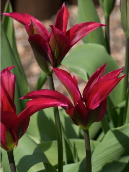 Tulipe viridiflora 'Doll's Minuet'