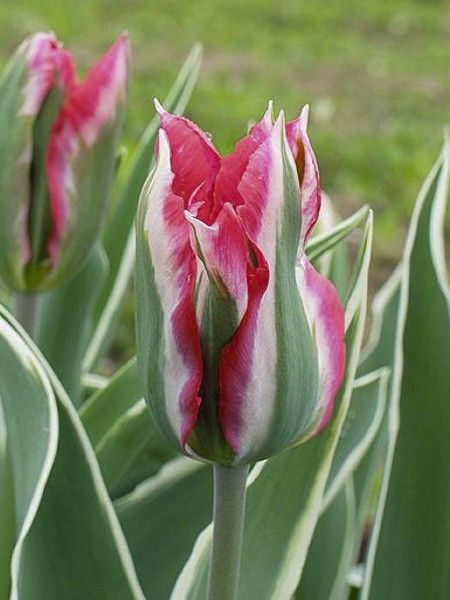 Tulipe viridiflora 'Esperanto'