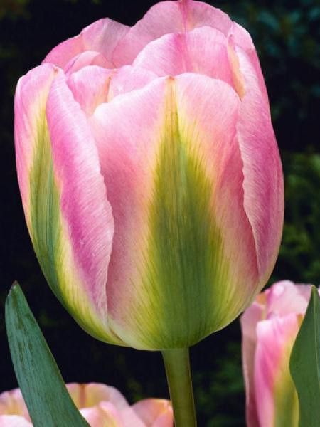 Tulipe viridiflora 'Groenland'