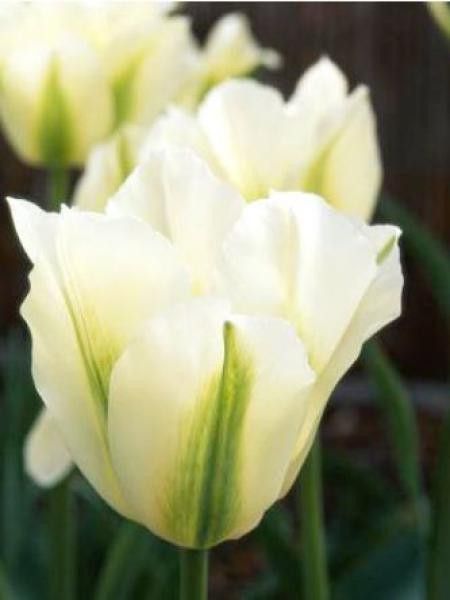 Tulipe viridiflora 'Spring Green'