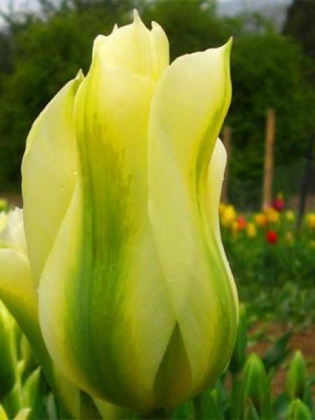 Tulipe viridiflora 'Yellow Springgreen'