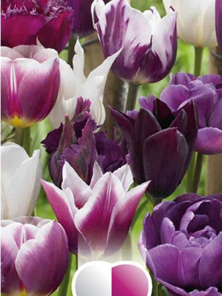 Tulipes en mélange blanc et violet - Tulipa - Le Jardin du Pic Vert