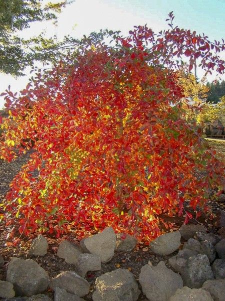 Tupelo 'Autumn Cascades'