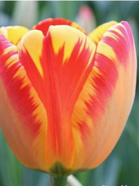 Tulipe de Darwin 'Banja Luka'