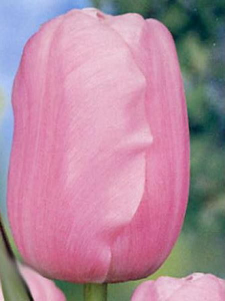 Tulipe de Darwin 'Pink Impression'
