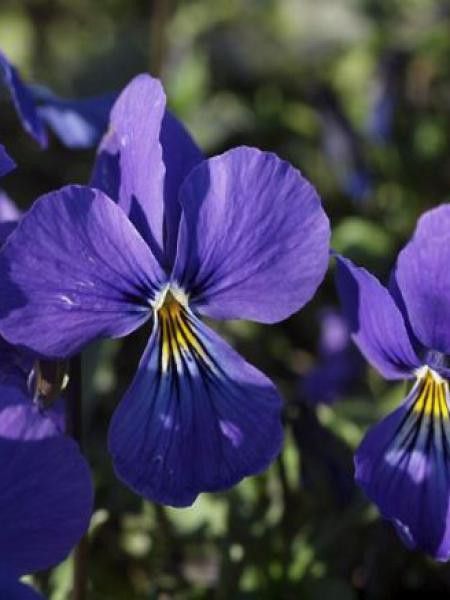 Violette cornue 'Blaue Schönheit'