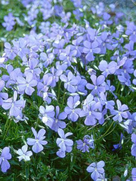 Violette cornue 'Boughton Blue'