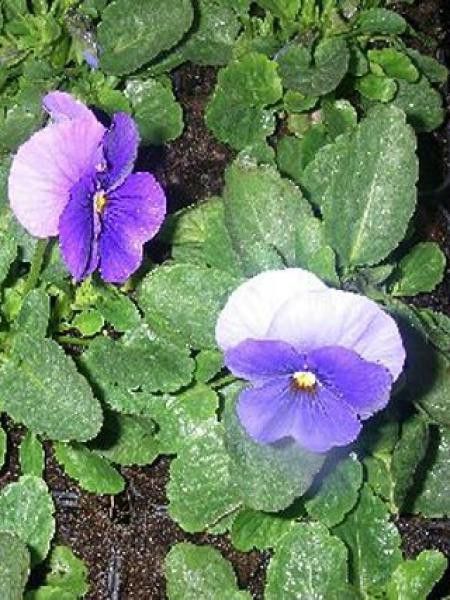 Violette cornue 'Butterfly Purple'