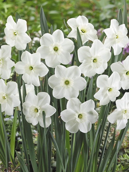 Narcisse Small Cupped 'Pipers End'