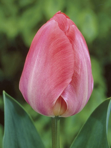 Tulipe de Darwin 'Van Eijk'