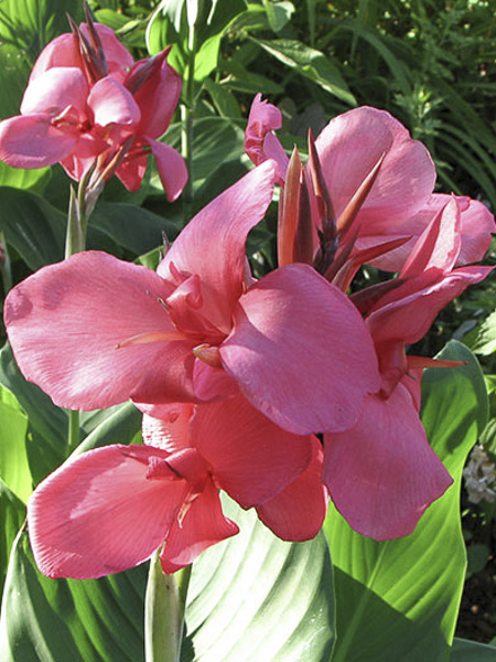 Canna comestible 'Pink President'
