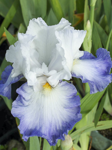 Iris des jardins 'Alizes'