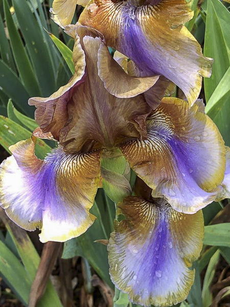 Iris des jardins 'Burnt Toffee'