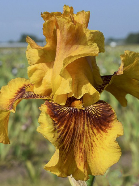 Iris des jardins 'Burst'