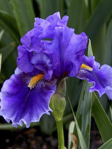 Iris des jardins 'Deep Dark Secret'