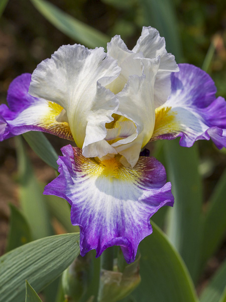 Iris des jardins 'Irisades'