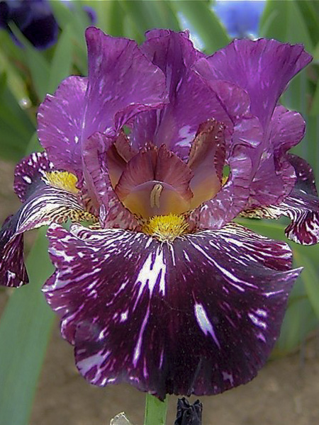 Iris des jardins 'Kinkajou Shrew'