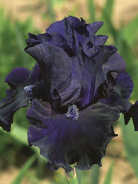 Iris des jardins 'Obsidian'