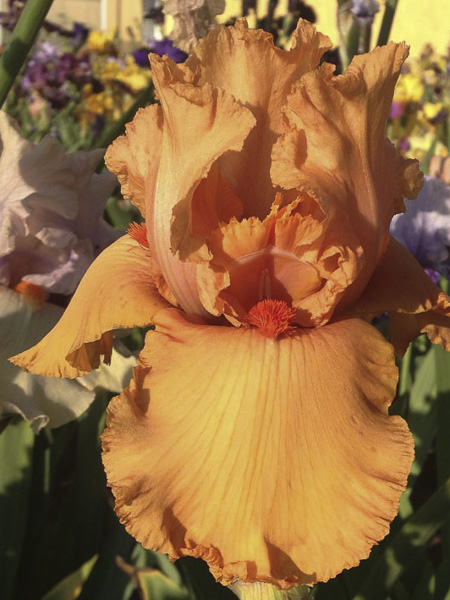 Iris des jardins 'Orange Embers'