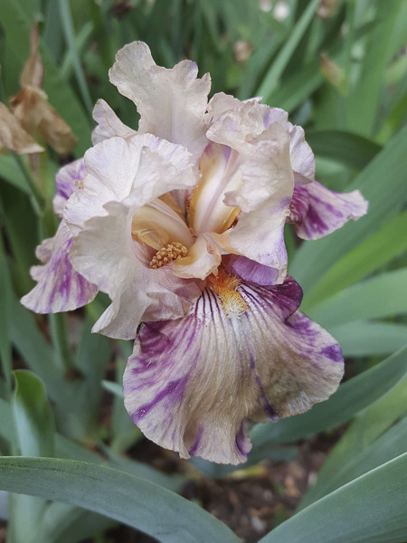 Iris des jardins 'Raspberry Silk'