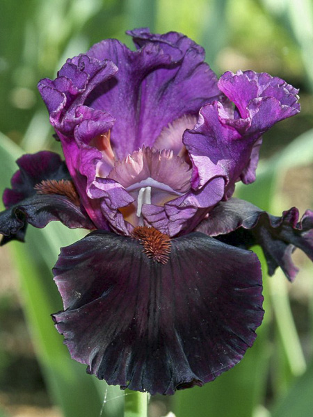 Iris des jardins 'Saturn'