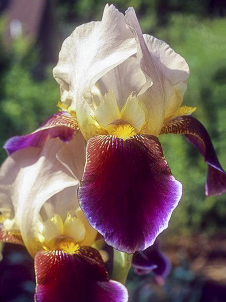 Iris des jardins 'Shah Jehan'