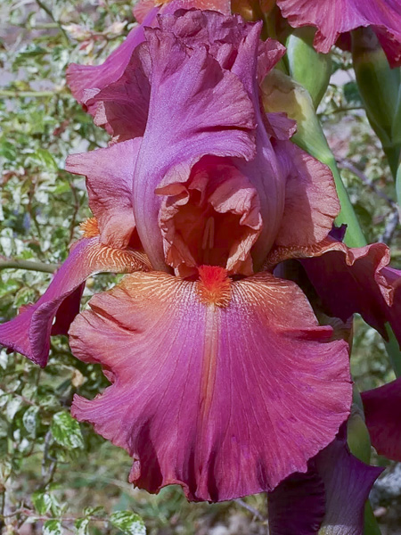 Iris des jardins 'Sorbet Fraise'