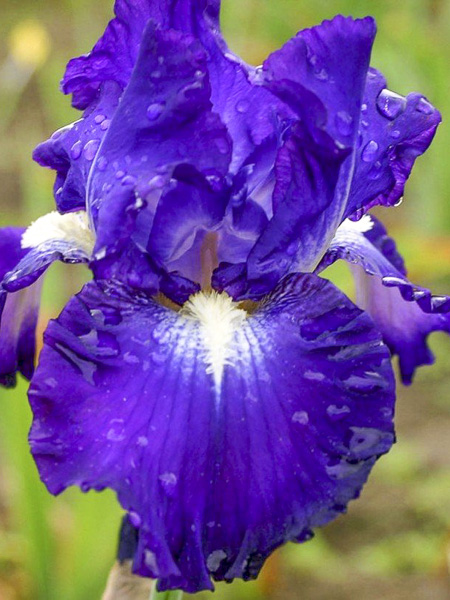 Iris des jardins 'Spot'