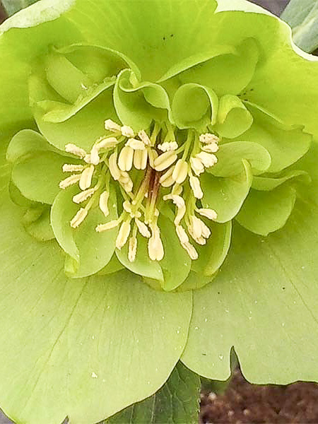 Hellébore orientale 'Anemone Green'