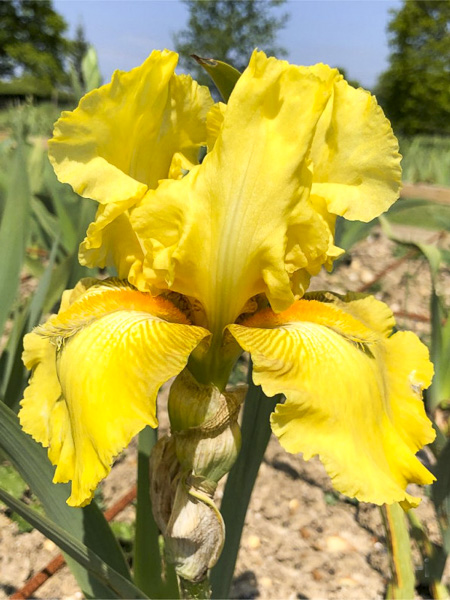 Iris des jardins 'Golden Immortal'