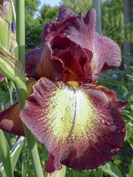 Iris des jardins 'Provençal'